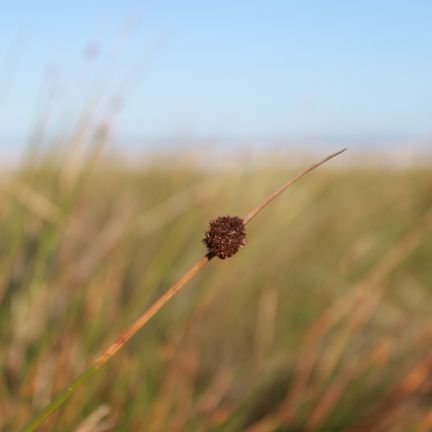 ahrithedeerfox's profile picture. Plant and snake mom 🌿🐍
Witch of the hedge ☘️
Photography and art 📷✏️