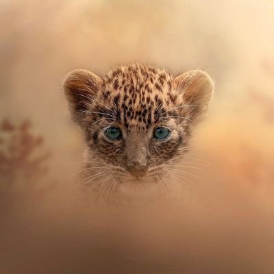 Dollar239's profile picture. Begin to see yourself as a soul with a body rather than a body with a soul 🦋🦋