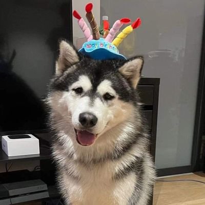 Send your dogs celebrating birthdays or adoption anniversaries. Cats and other animals also accepted 😂 🎂🐕🐶🦮🐕‍🦺🐩🐾