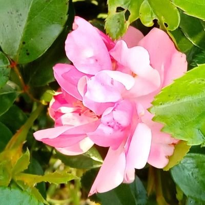 蒼笠木さんのプロフィール画像