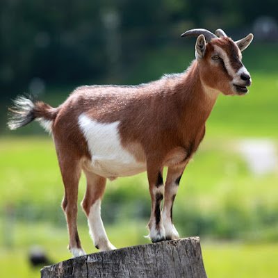 TheeGoa22017814's profile picture. 