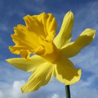 Daffodil (@tulipdaff) 's Twitter Profile