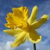Daffodil (@tulipdaff) Twitter profile photo Daffodil (@tulipdaff) Twitter profile photo