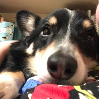 Emily (@switchelsweets) 's Twitter Profile