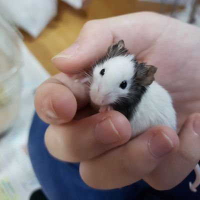 しぃだいさんのプロフィール画像