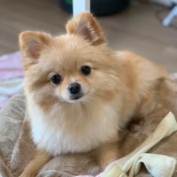 ポメとイヴの毎日日記 (@pomeko_nymz) Twitter profile photo