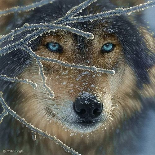I believe in animal rights, and high among them is the right to the gentle stroke of a human hand. ~Robert Brault
