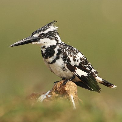 1234mantu's profile picture. 