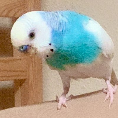 からまんしーさんのプロフィール画像