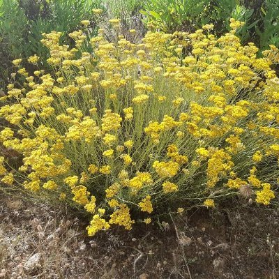 IsulaRossa2B's profile picture. La voie du juste milieu. Profiter du bonheur d'être au jour le jour 🪷