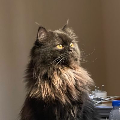 ReemaSaifQ's profile picture. @ksudental