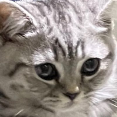 georgecatfound Profile Picture