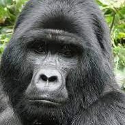 GorillaStage Profile Picture