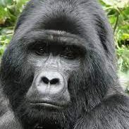gorilla™ (@gorillastage) Twitter profile photo