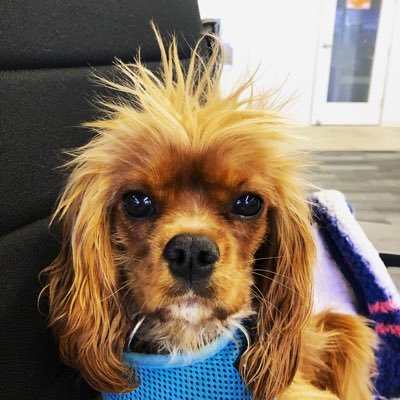 corey_ccc's profile picture. 🤘🤙