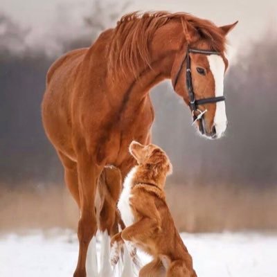 Ahmet_Mert79's profile picture. 