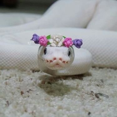 _Hoshink_'s profile picture. 