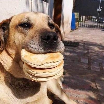 ngillotina's profile picture. a