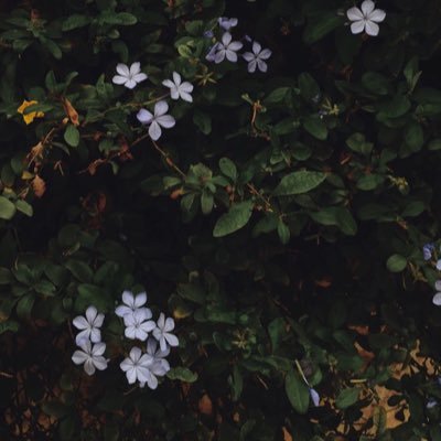 jwahr274's profile picture. جواهر