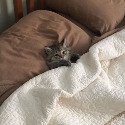 sophmohh's profile picture. 