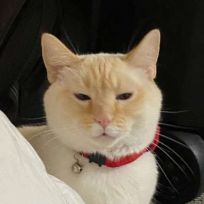 BSUTonightWatch's profile picture. Afilliated with BSU Tonight—Talking about our favorite competition reality TV shows: Drag Race season 14 and Celebrity Big Brother season 3