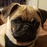 Miss Deb 🌻 (@torryd11) 's Twitter Profile