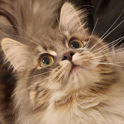 2021/3/21産まれの暴れん坊な女の子♀
本名はЕкатерина 愛称Катюша🐾
時々他の猫達も登場します😸