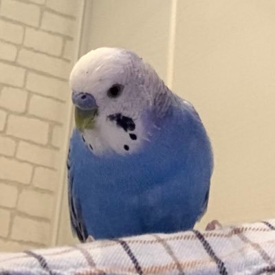 NobutanJ's profile picture. 海外中波放送メインにBCLを楽しんでいます。ほかにゴルフとアクアリウム、インコの飼育もやっています。将棋はいわゆる「見る将」で、昔から羽生さんのファンです。