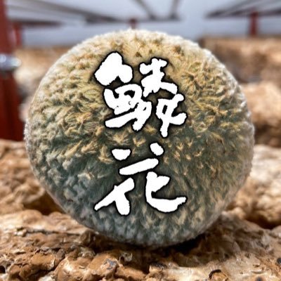 鱗花@しいたけさんのプロフィール画像