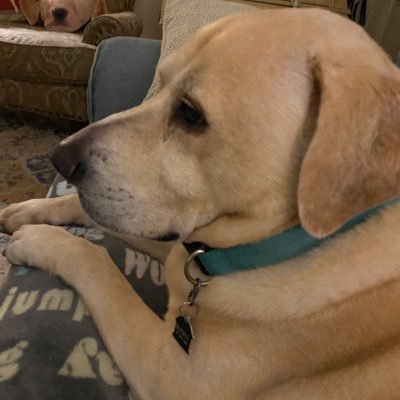 Crazy yellow Labrador Lover! Buddy is my precious 13 year old rescue!  MAGA. Love my president Trump.  FJB..lock up all the traitors! Pure blood.  TruthSocial.