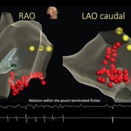 marco_bucheli's profile picture. Investigación neurociencias