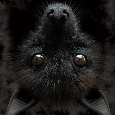 BatCyrus's profile picture. 