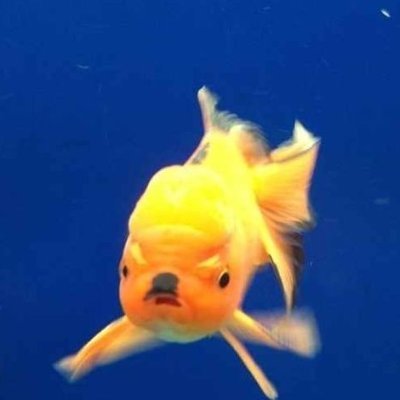 都内WEB広告代理店 【好調案件】出会い/副業/投資/ギャンブル/金融/EC・リード 【実施可能媒体】SEO/SNS/インフルエンサー/各種AD媒体様 【強み】海外ADNW/DSP/ASPにて日本市場集客