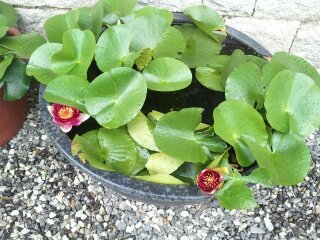 shs43's profile picture. 등산/승마/테니스/약사/시사/여행/맛집/영화