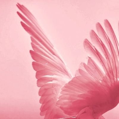 daughter_of_ink's profile picture. [...] she'd sell her soul to the devil without thinking twice if he offered her the right book for it. || Reader and writer above all else.