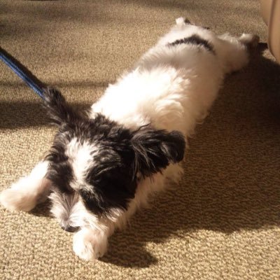 Okashitabi09's profile picture. 冬に入ってもかき氷巡りが止まりません。