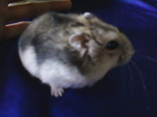 ZidnaIlma3's profile picture. 