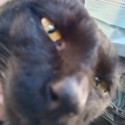 sasori_saso's profile picture. 