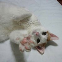 ろー (@rawarukas) 's Twitter Profile