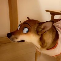ねば (@nevermoecom) 's Twitter Profile