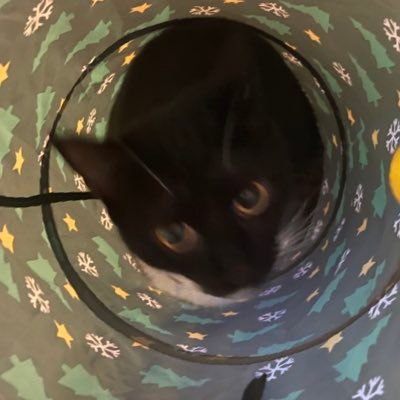 LoloSiwax's profile picture. 