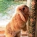 braerabbit (@braerabbit) Twitter profile photo