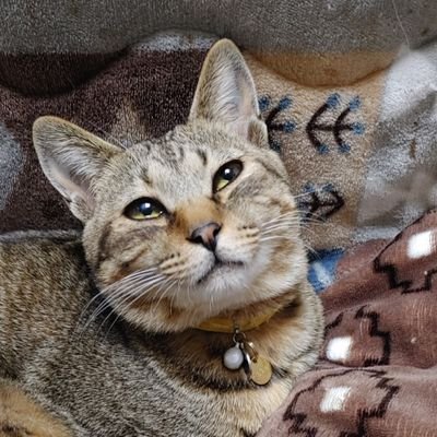 Yukatane2's profile picture. うちのヒゲさん😼。最近ヒゲさん2号😼我が家に加入。藤枝MYFCにハマりました💜藤枝MYFC猫部🐈️MYFC箱推し💜ヒコ師匠💜ヨコ💛💚❤️