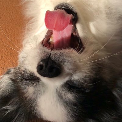 anzuuu_0806's profile picture. あんずちゃんは9歳の女の子チワワです🐶 皆様のご支援や応援のお陰で、無事4/18に手術を終えることができました😢本当にありがとうございました！！🙇‍♀️無言フォローをお許し下さい 🌟Instagramアカウント（anzuuu_0806)