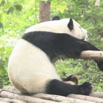 Lust469's profile picture. もみじ饅頭略してもみまん / 癒し系のひと/見た目はやる気のないパンダ/えっちなこと大好き / 絶賛ダブルワーク中/ 🏩清掃員 /