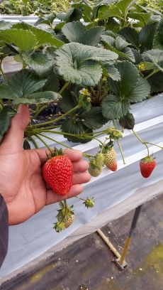 のじりこイチゴ🍓園です。
私が始めてまだ２年目のイチゴ園です。
今年の初めは色々なお客様に楽しんでいただきました。
来年も２月初め頃からイチゴ🍓狩りも随時開始していきますのでよろしくお願いいたします。
新品種
白いイチゴ
桃の香りのイチゴ
などインパクト十分ですよ