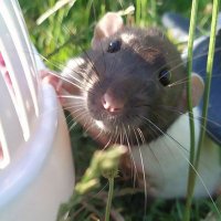 Anaïs (@anas45938064) 's Twitter Profile