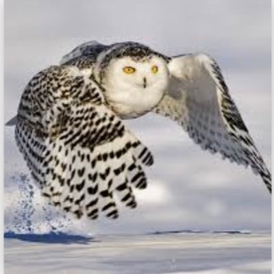 edtwmasc's profile picture. Économie Politique Rugby
