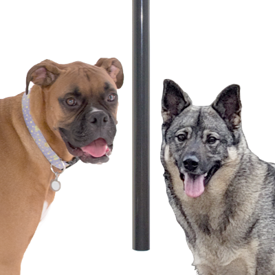 When your dog rings the chime, it’s potty time. Easy for your dog, beautiful sound, attractive, no door damage, built to last. See  DogDoorChimes on Etsy.