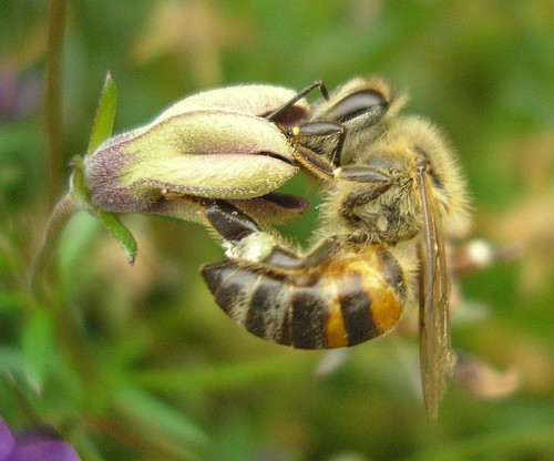 A division of the Somerset Beekeepers Association. Provide training & raise public awareness of bees & beekeeping.
http://t.co/G5njmXHQLc